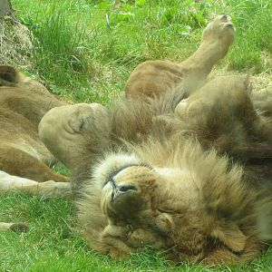 Wallace. - African Lion