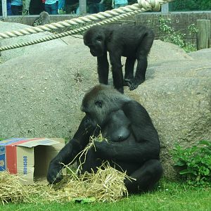 Western Lowland Gorilla