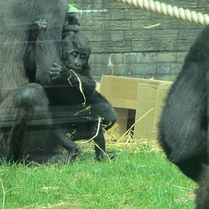 Western Lowland Gorilla - Njema and Baby Moanda