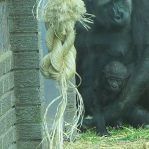 Western Lowland Gorilla