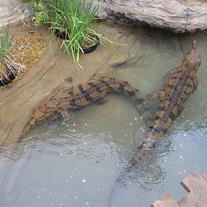 False Gharials