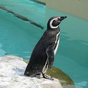 Magellanic Penguin