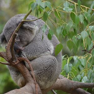 Sleeping Koala