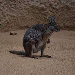 Tammar Wallaby