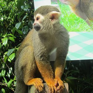 Squirrel Monkey