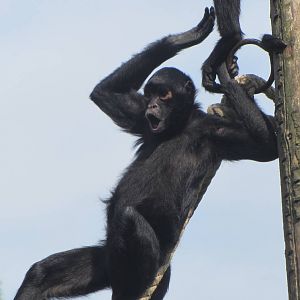 Black Spider Monkey