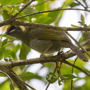 Lewins Honeyeater