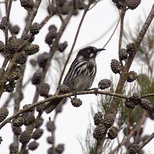 New Holland Honeyeater