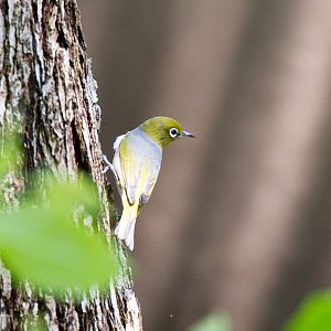 Silvereye