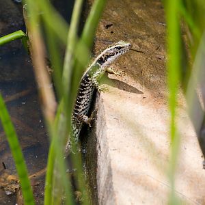 Eastern Water Skink
