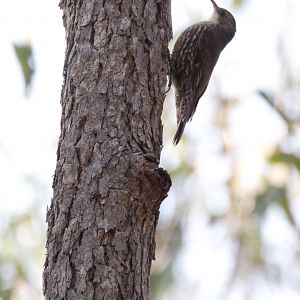 White-throated Treecreeper