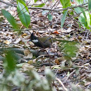 Eastern Whipbird
