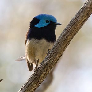 Variegated Fairy Wren