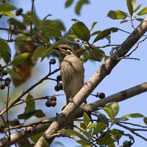 Yellowfaced Honeyeater