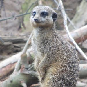 Meerkat