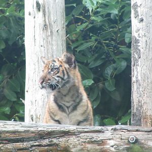 Tiger Cub