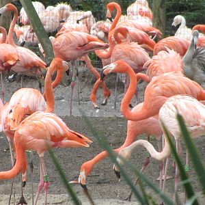 Flamingos