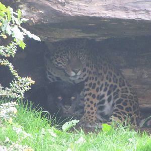 Jaguars