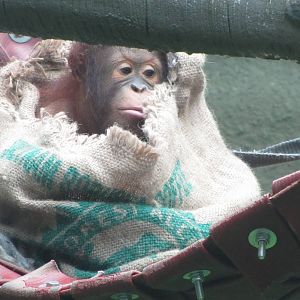 Bornean Orangutan