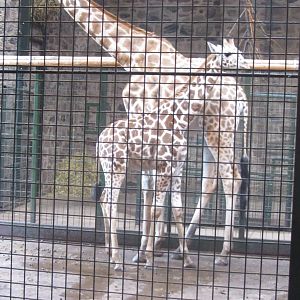 Rothschild Giraffes