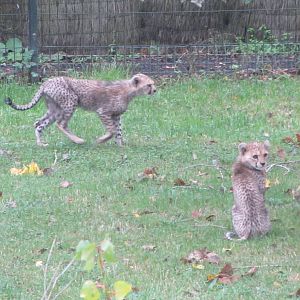 Cheetahs