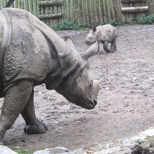 Greate One Horned Rhino and Baby