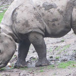 Greater One Horned Rhino Baby