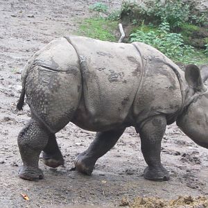 Greater One Horned Rhino Baby