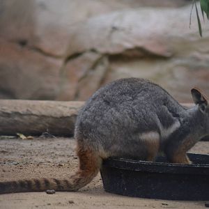 Yellow-footed Rock Wallaby