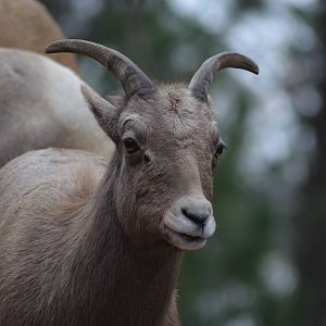 Bighorn Sheep