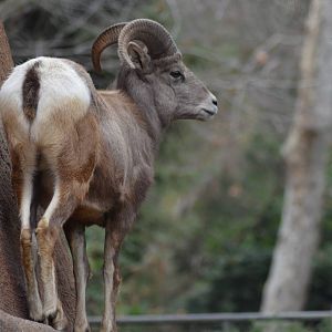 Bighorn Sheep