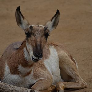 Peninsular Pronghorn