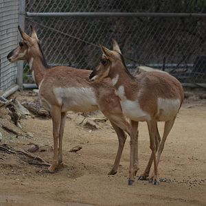 Peninsular Pronghorns