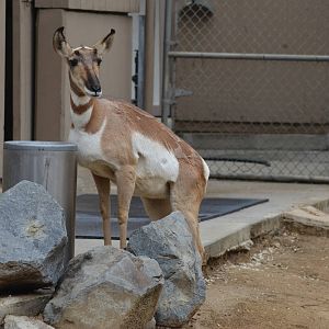 Peninsular Pronghorn