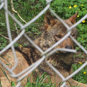 Iberian Wolf?