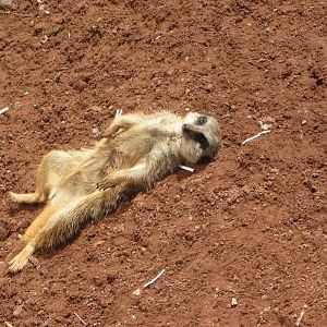 Meerkat sunbathing