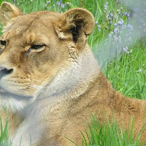 Josie the Lioness