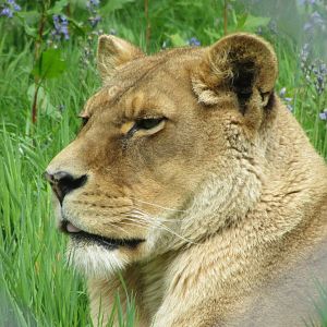 Josie the Lioness
