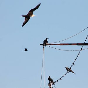 Magnificent frigatebirds