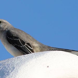 Northern mockingbird