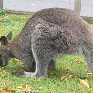 Bennett's Wallaby