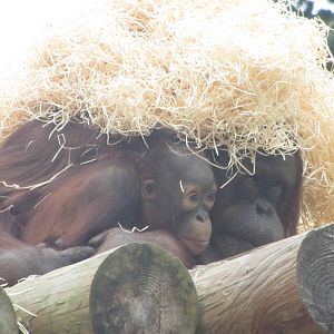 Jazz and Sprout - Bornean Orangutan