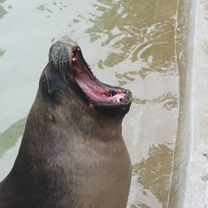 Sea Lion