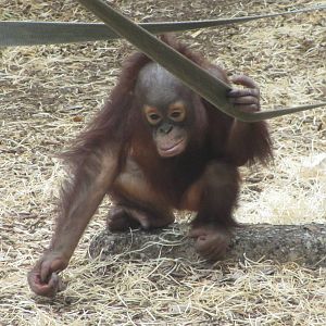 Sprout - Bornean Orangutan