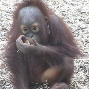 Sprout - Bornean Orangutan