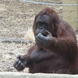 Jazz - Bornean Orangutan