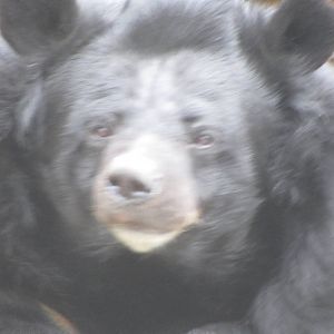Himalayan Black Bear