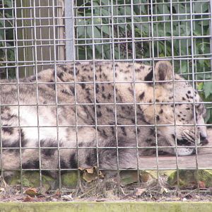 Snow Leopard