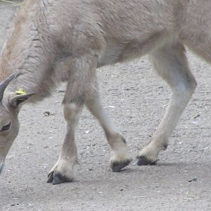 Barbary Sheep