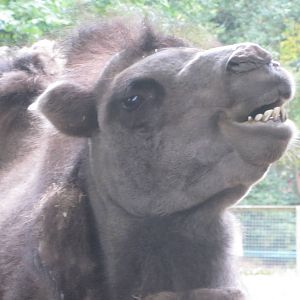 Bactrian Camel